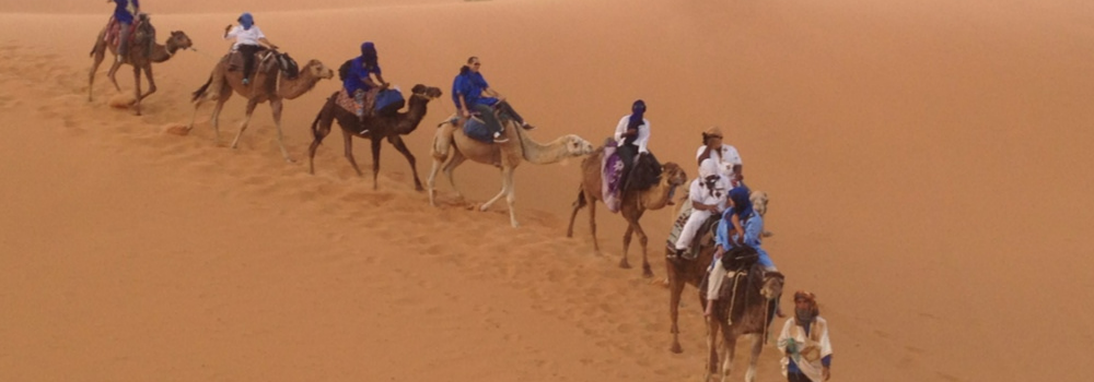 Train of camels